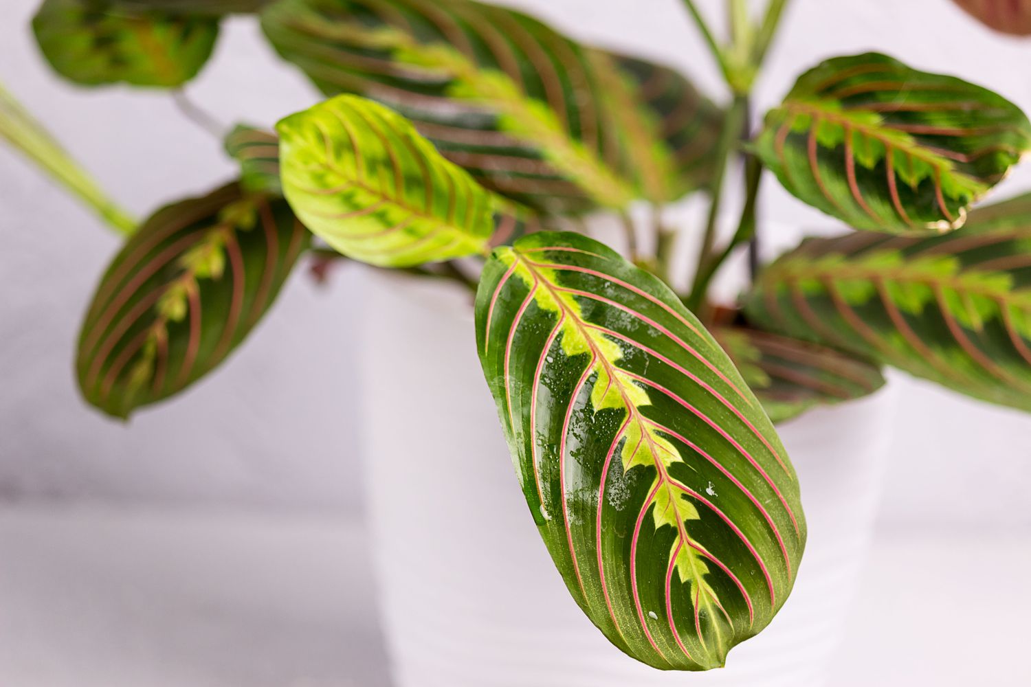 Discover The Surprising Reason Behind Your Prayer Plant Leaves Curling