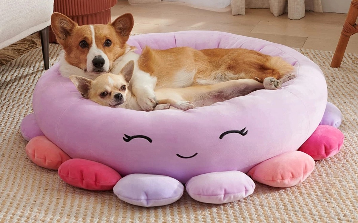 Discover The Unbeatable Comfort Of Squishmallow Pet Beds!