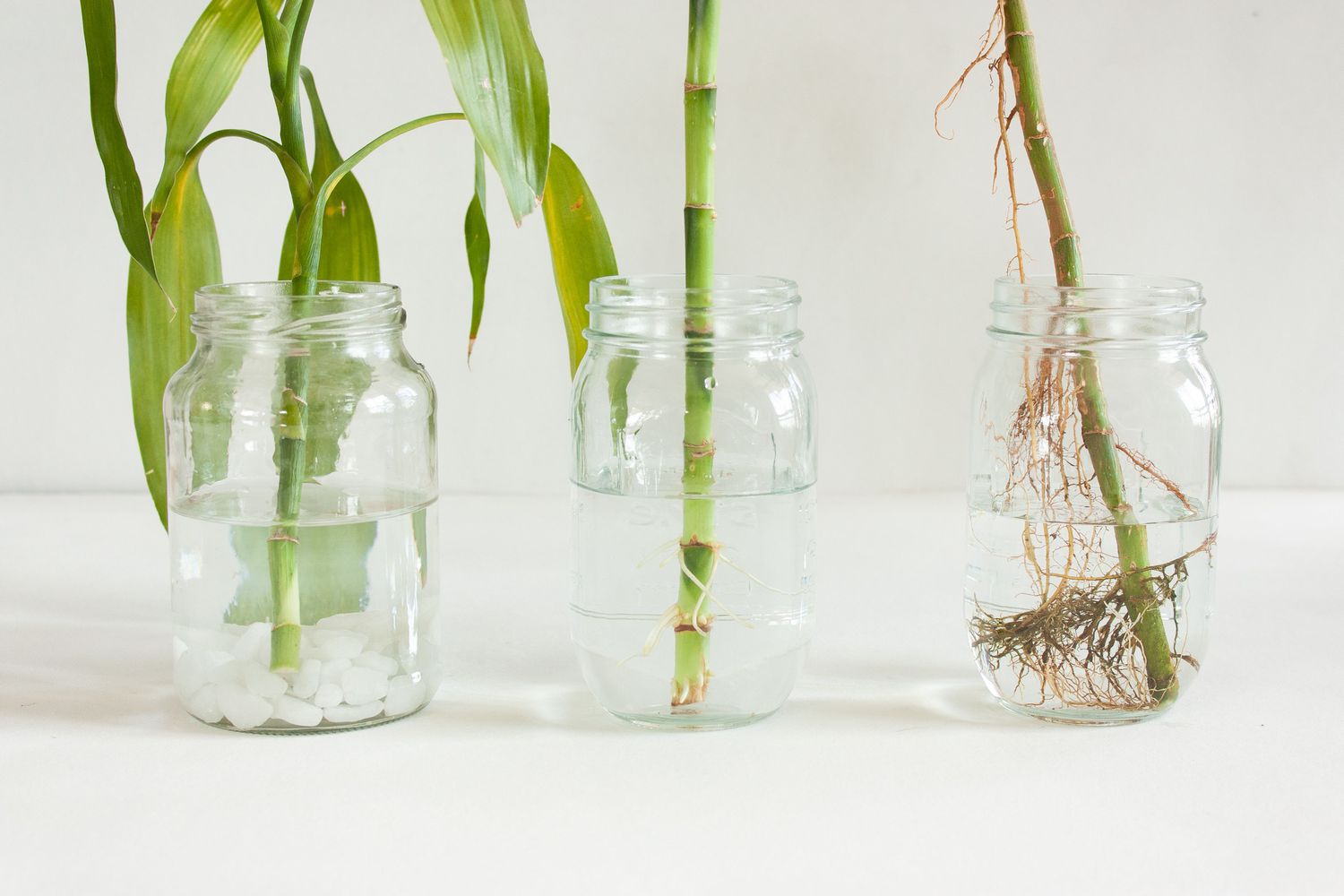 Growing Bamboo Cuttings In Water: A Step-by-Step Guide For Success