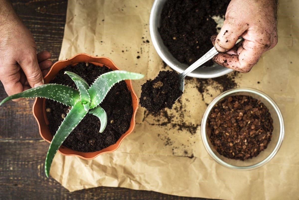 How To Choose The Right Soil For Aloe Vera Plants