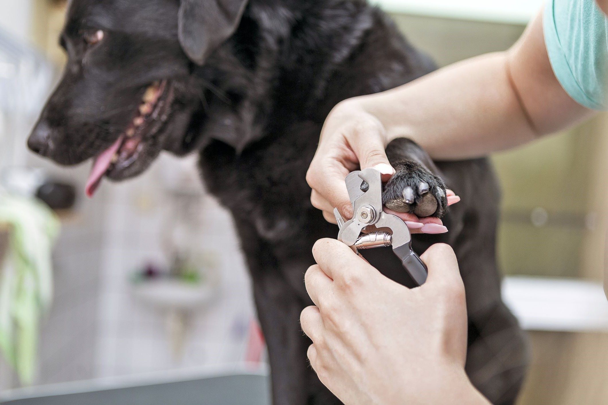 How To Cut Black Dog Nails