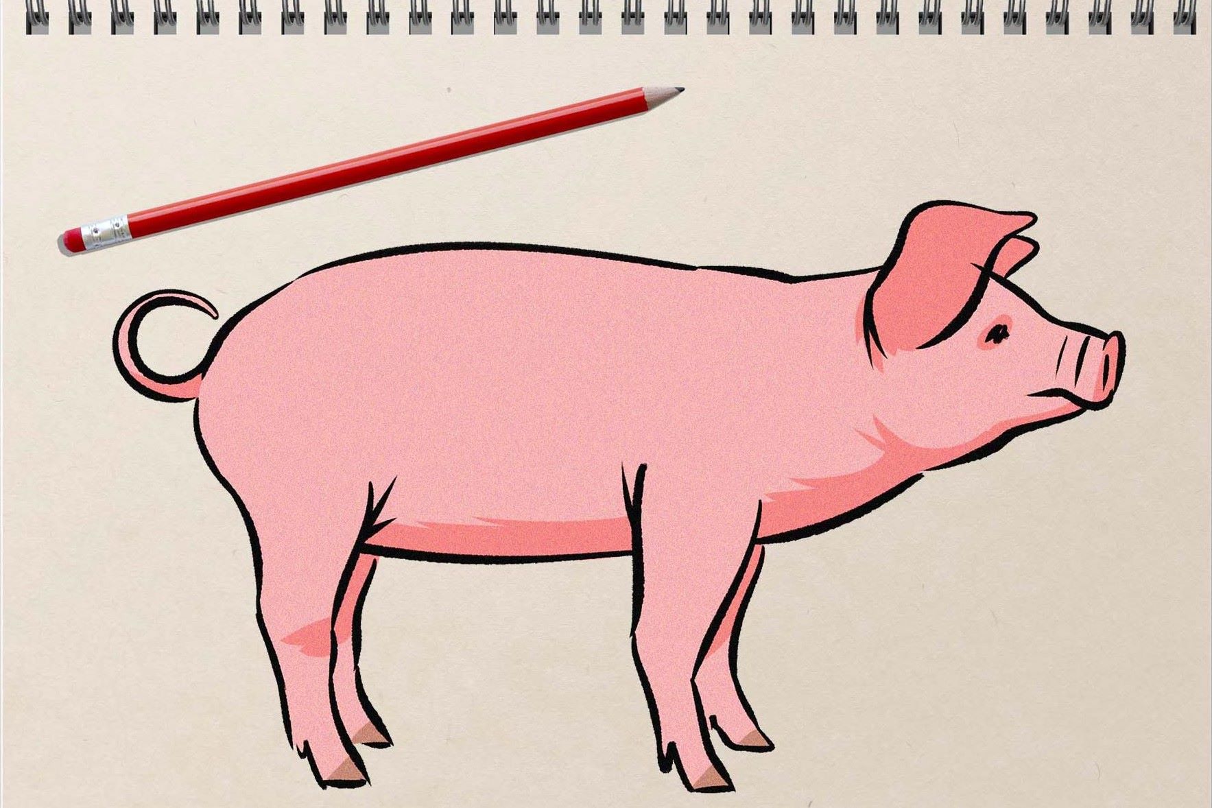 How To Draw A Pig