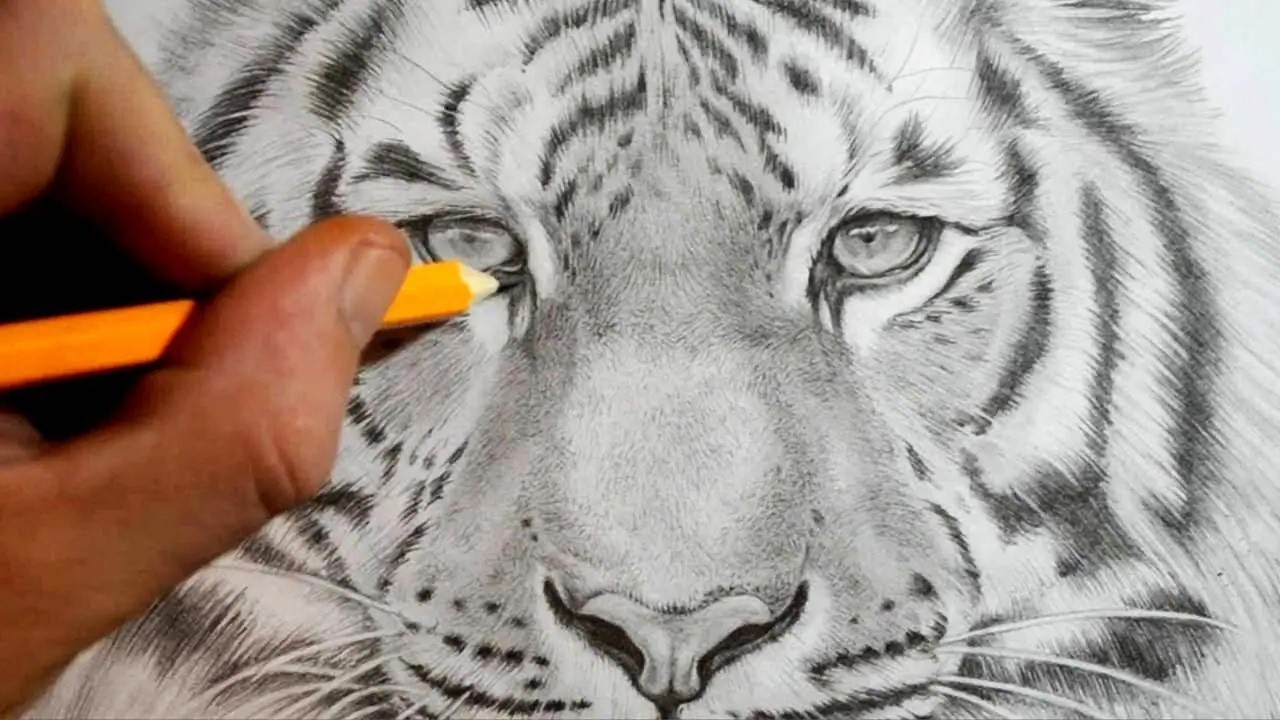 How To Draw A Tiger