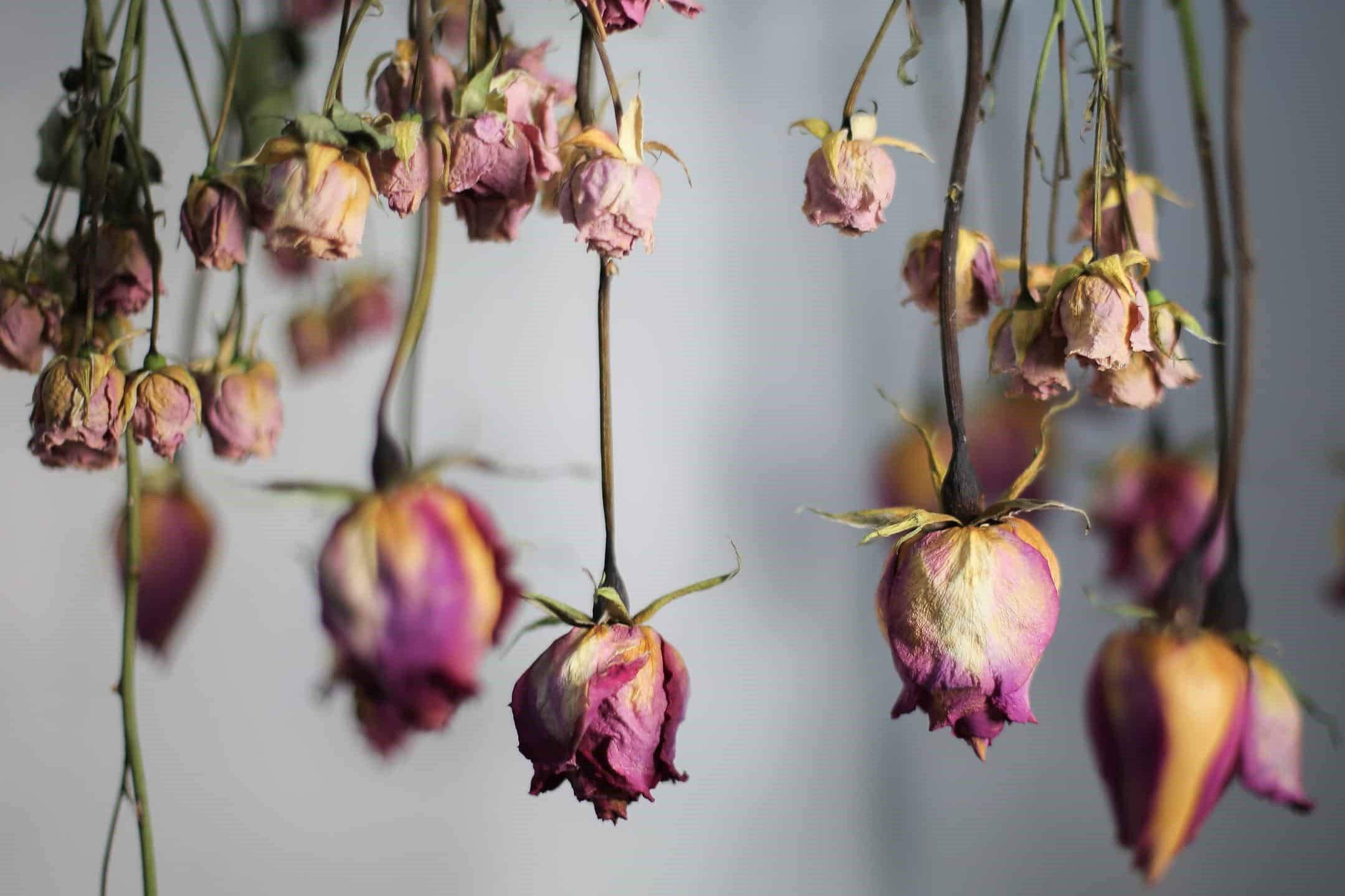 How To Dry Roses