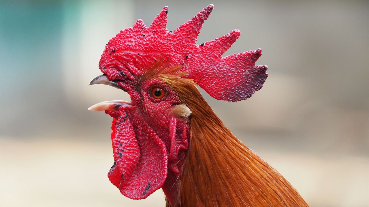How To Get A Rooster To Stop Crowing