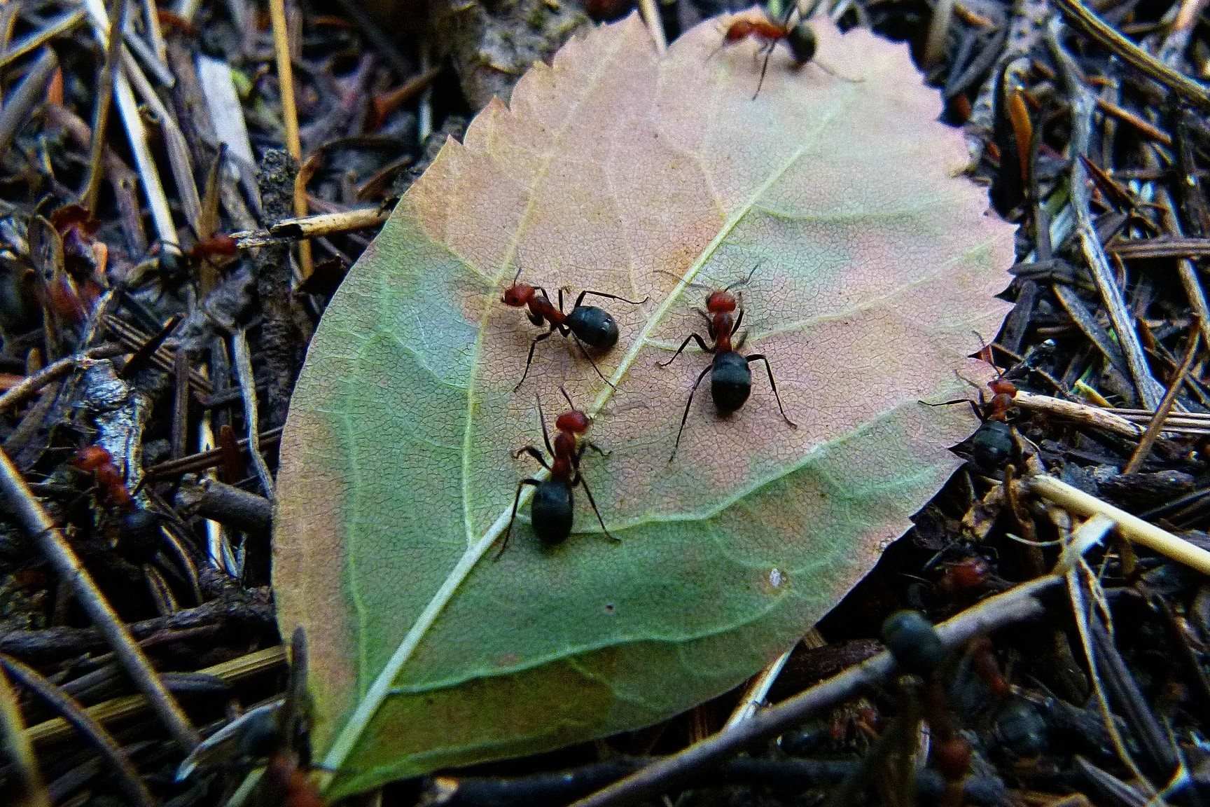 How To Get Rid Of Ants In Yard