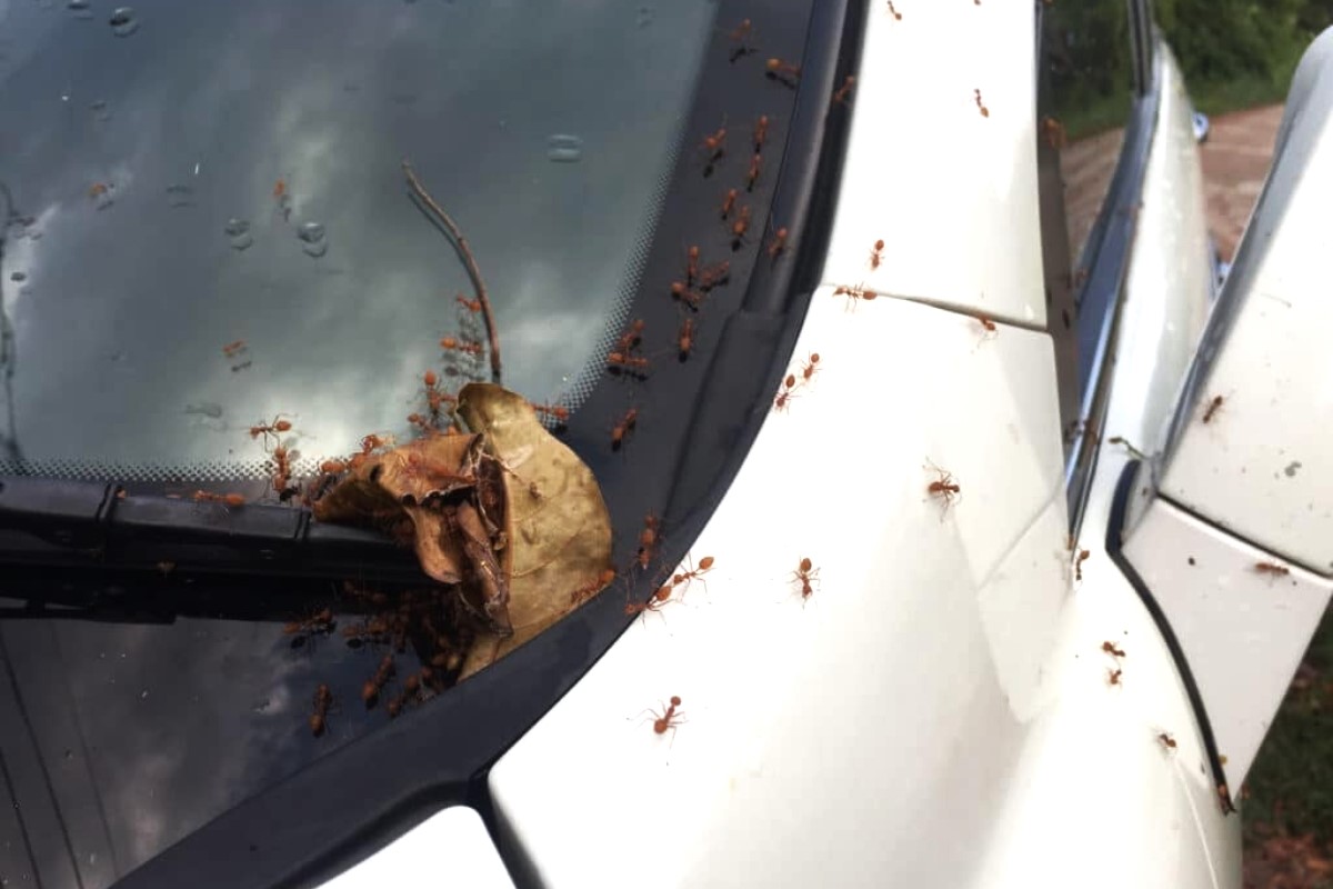 How To Get Rid Of Ants In Your Car