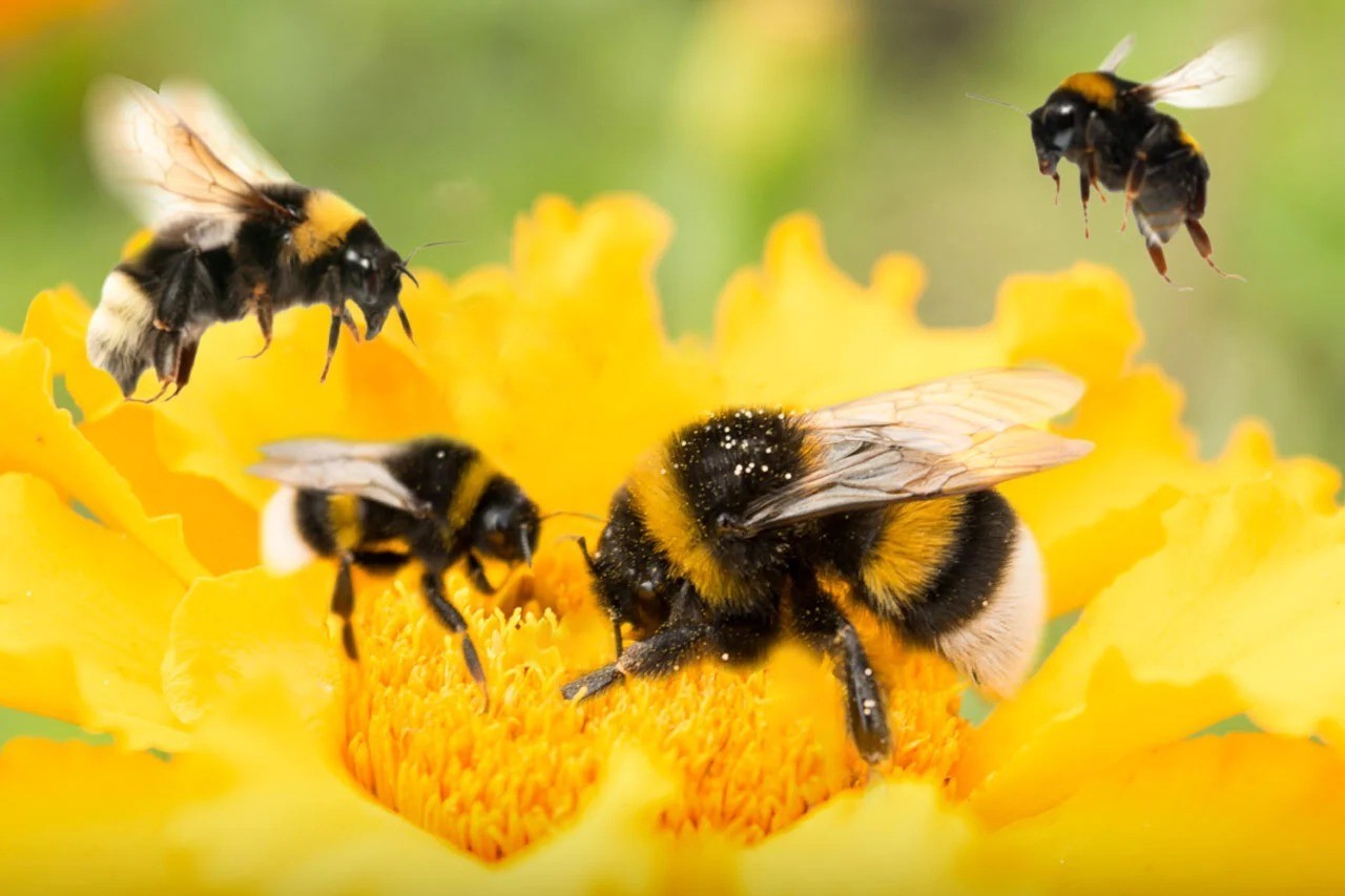 How To Get Rid Of Bumble Bees