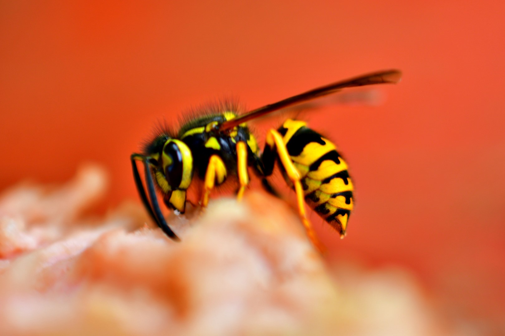How To Get Rid Of Yellowjackets