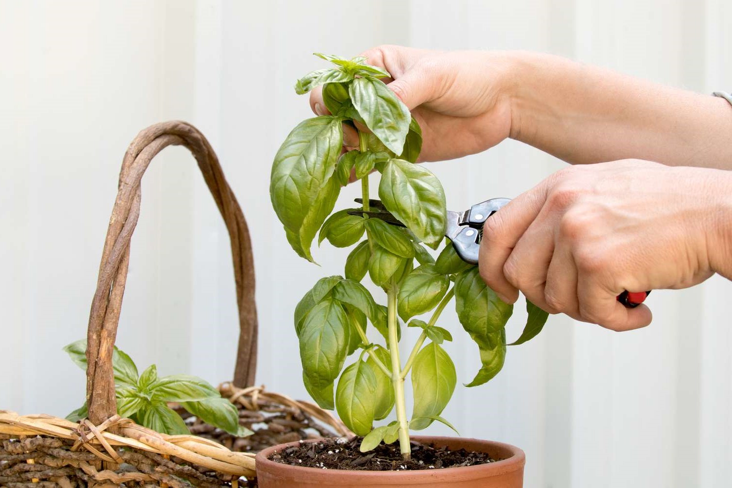 How To Harvest Basil