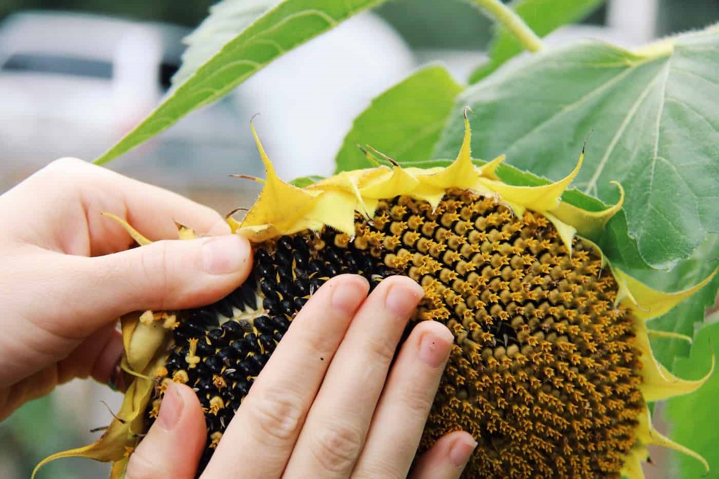 How To Harvest Sunflower Seeds