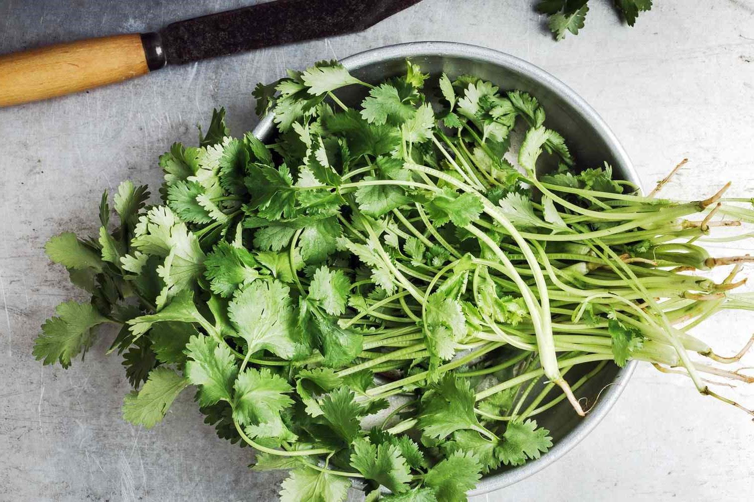 How To Keep Cilantro Fresh: A Guide To Preserving The Flavor And Texture