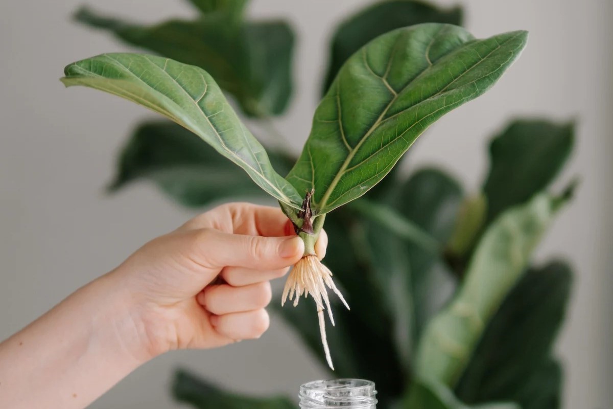 How To Propagate A Fiddle Leaf Fig