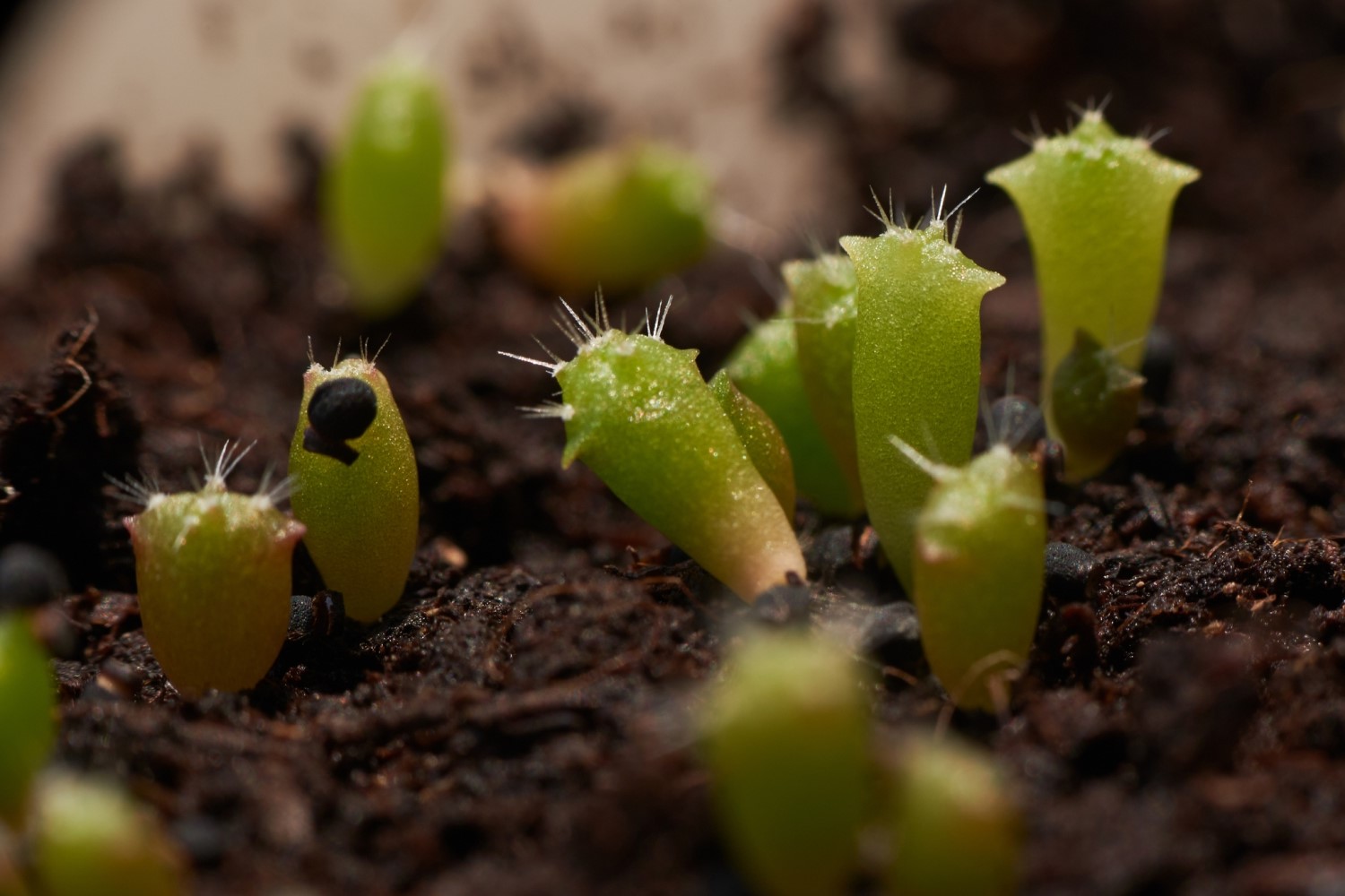 How To Propagate Cactus