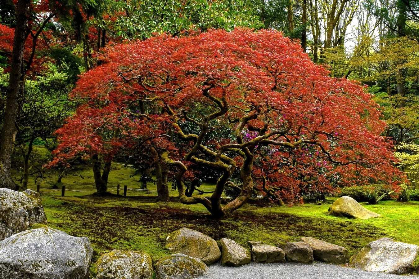 How To Prune A Japanese Maple