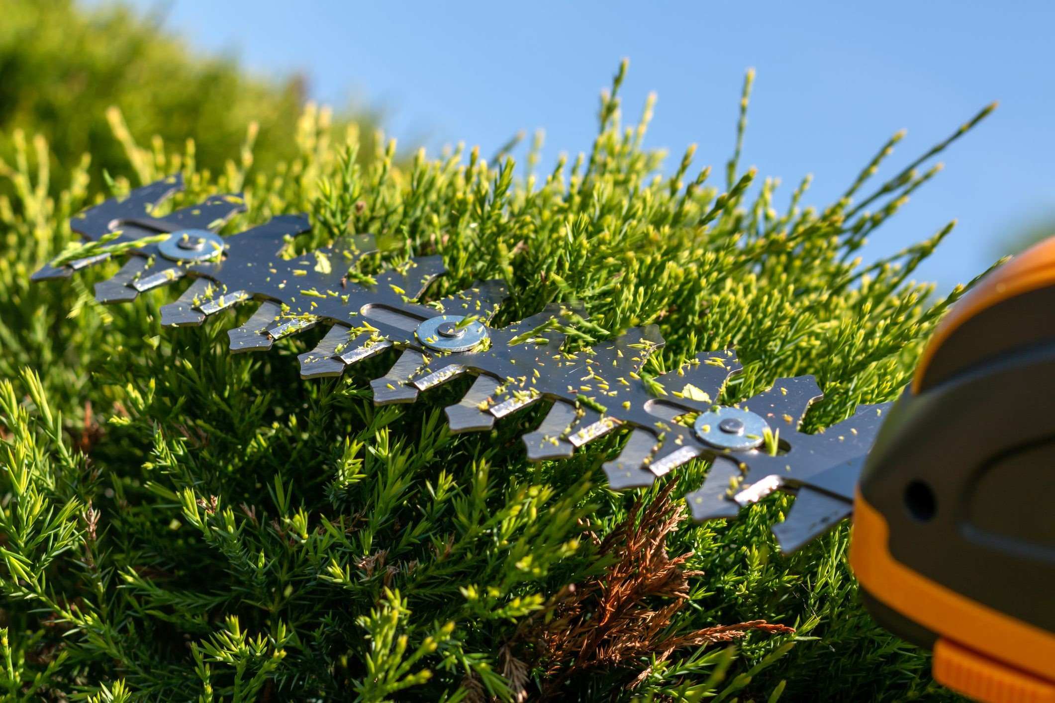 How To Sharpen Hedge Trimmers