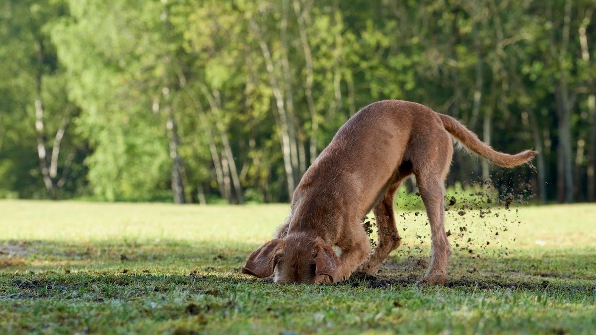 How To Stop A Dog From Digging