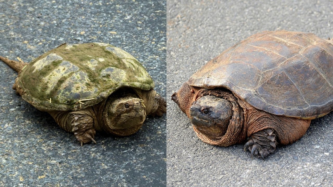 How To Tell If A Turtle Is Male Or Female