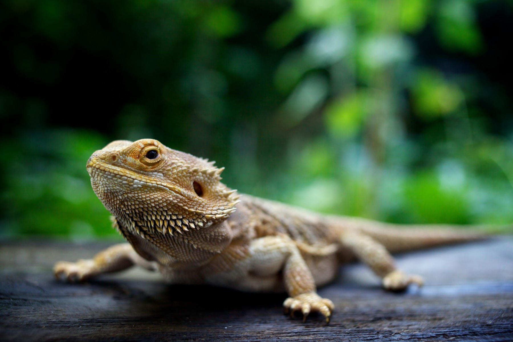 How To Tell If Bearded Dragon Is Male Or Female