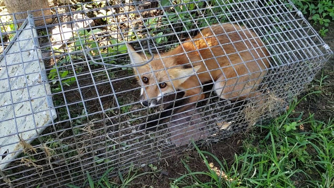 How To Trap A Fox