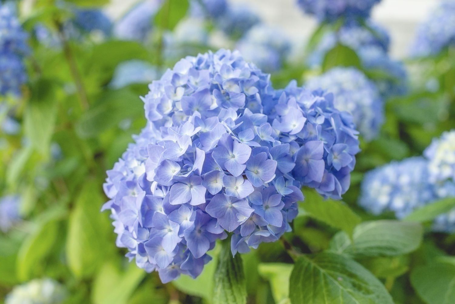 Optimal Conditions For Hydrangeas: How Well Do They Thrive In Full Sunlight?