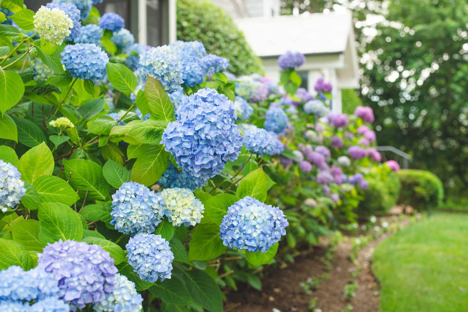 Optimal Watering Schedule For A One Yard Tall Hydrangea Bush: How Much Water Is Needed And When To Water