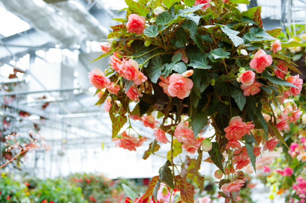 Perennial Begonias: Unveiling The Enduring Beauty And Traits
