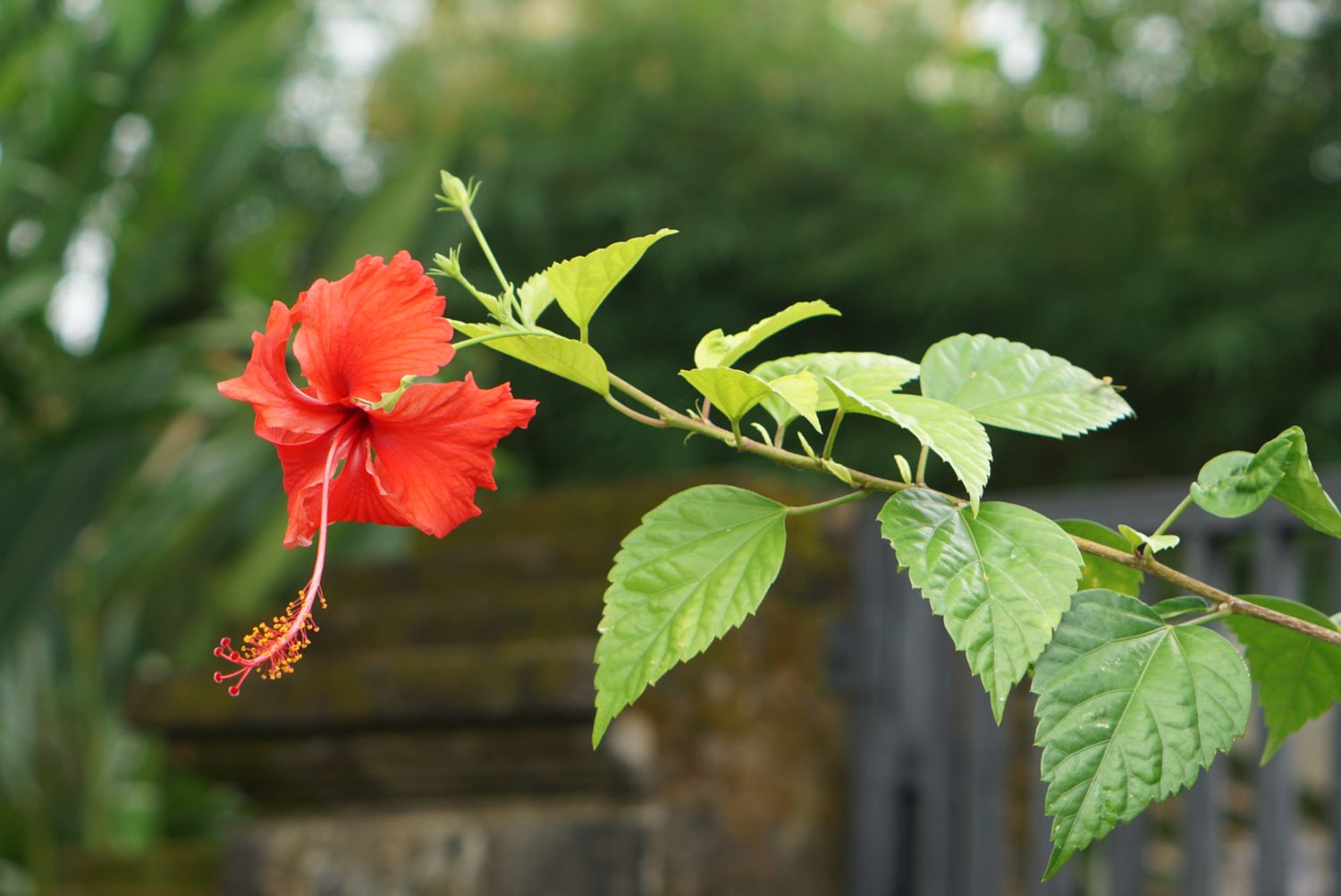 Say Goodbye To Aphids On Your Hibiscus Flowers With This Powerful Spray