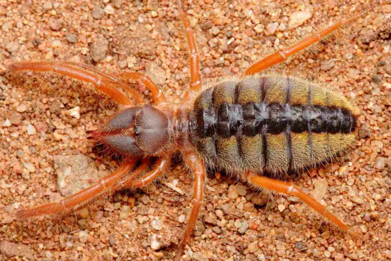 Shocking Encounter: Camel Spider’s Deadly Encounter With A Dog