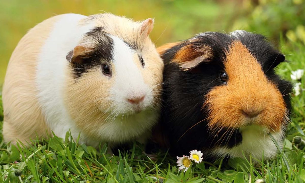 Shocking Truth: Guinea Pigs' Survival Time Without Food Revealed!