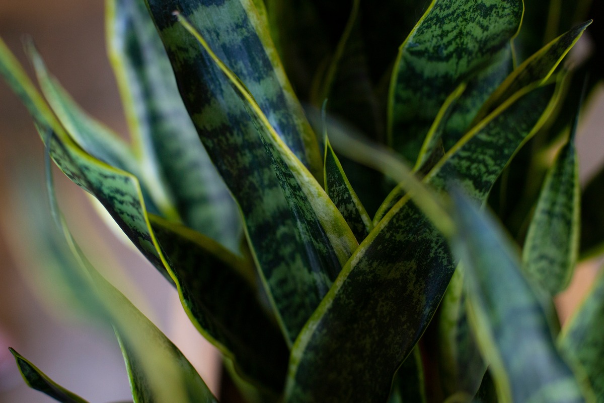 Snake Plant: Myth Or Reality - Can Snake Plants Really Repel Snakes?