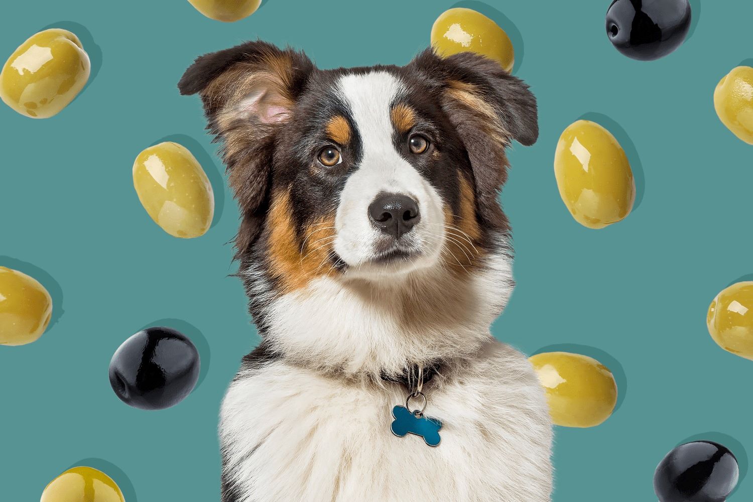 Surprising Truth: Dogs And Black Olives – What You Need To Know!