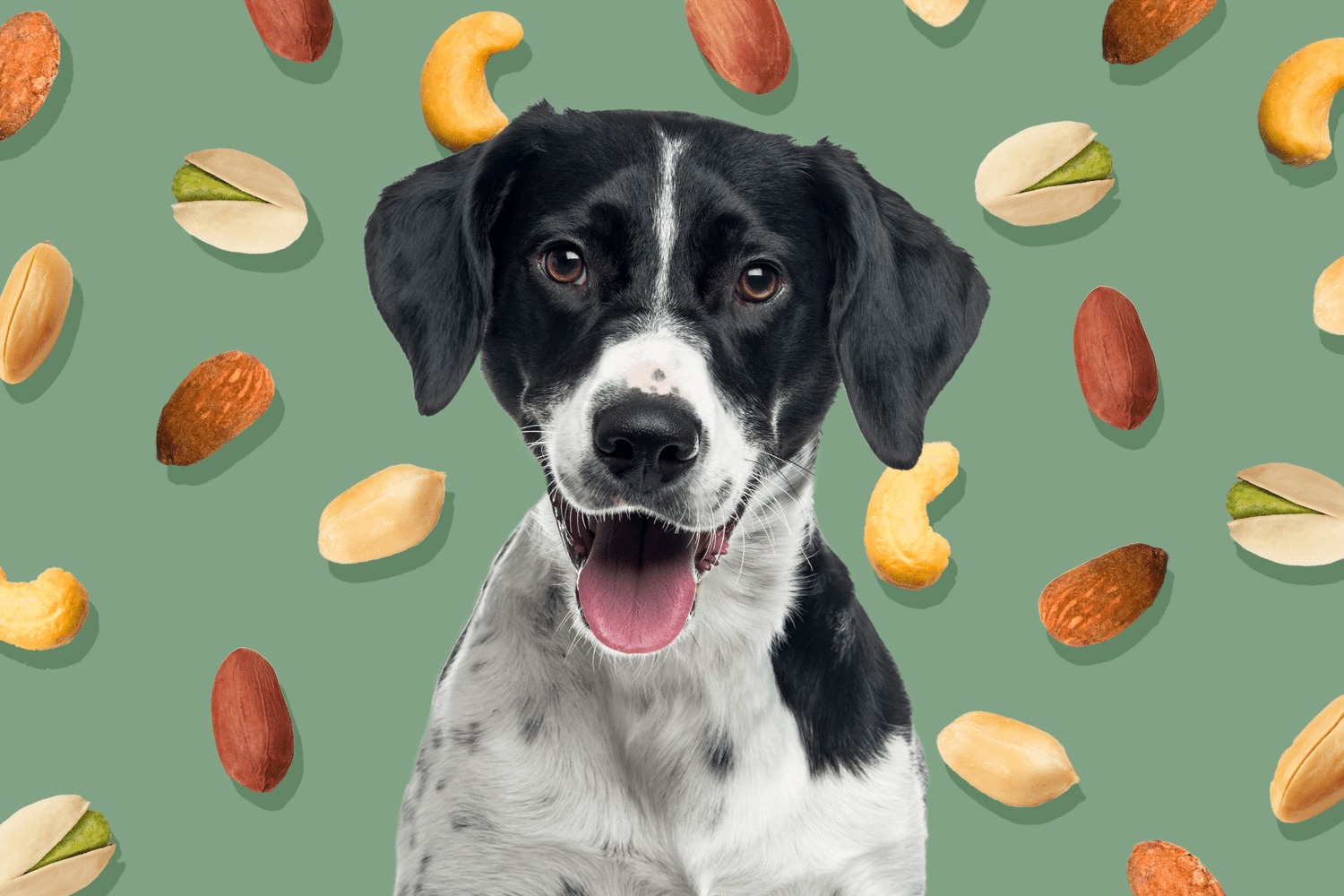 Surprising Truth: Dogs And Roasted Cashews – What You Need To Know!