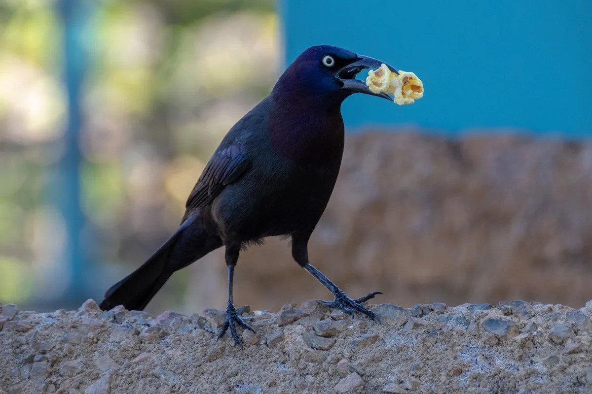 Surprising Truth: Feeding Birds Popped Popcorn - Is It Safe?