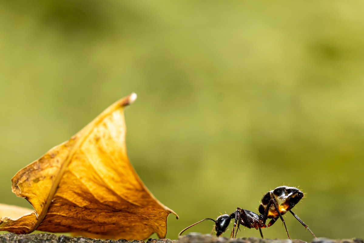 Termites Or Carpenter Ants? How To Spot The Culprit Behind Your Home's Damage