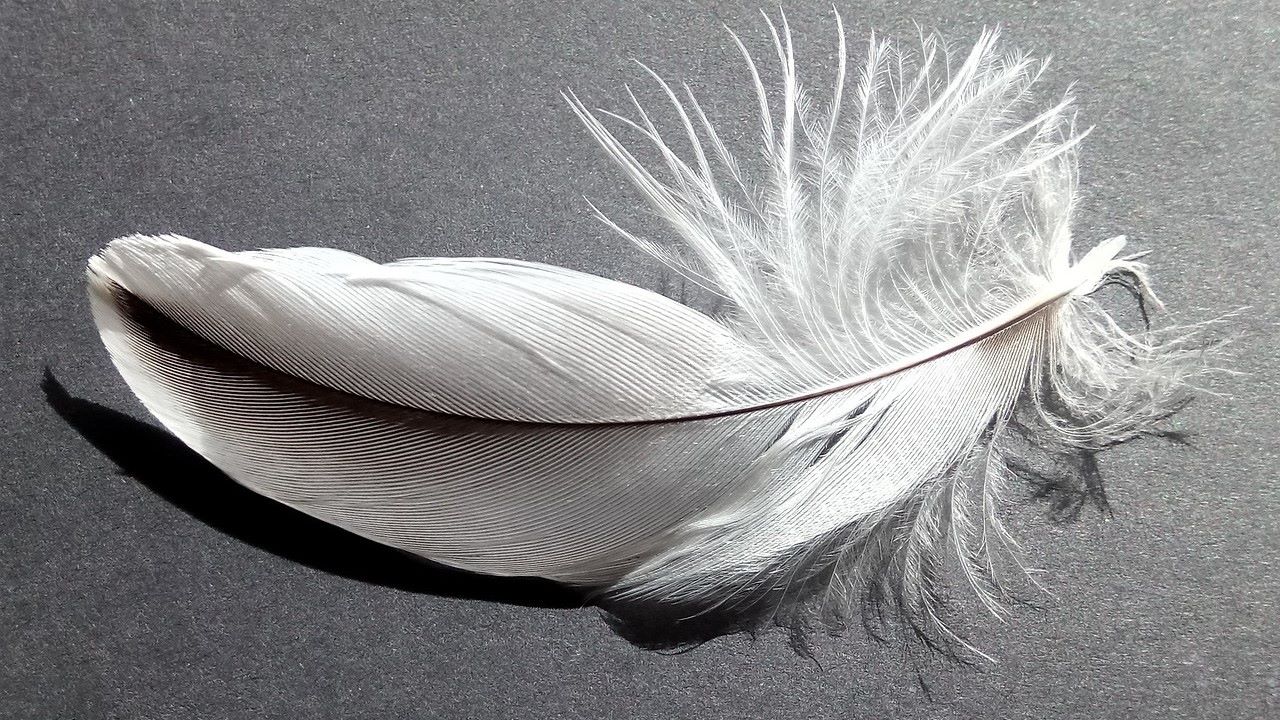 The Hidden Meaning Behind Discovering A White Feather Near You