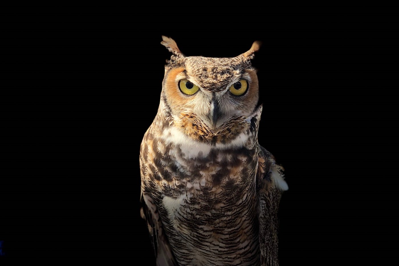 The Hidden Symbolism Behind Spotting An Owl At Night