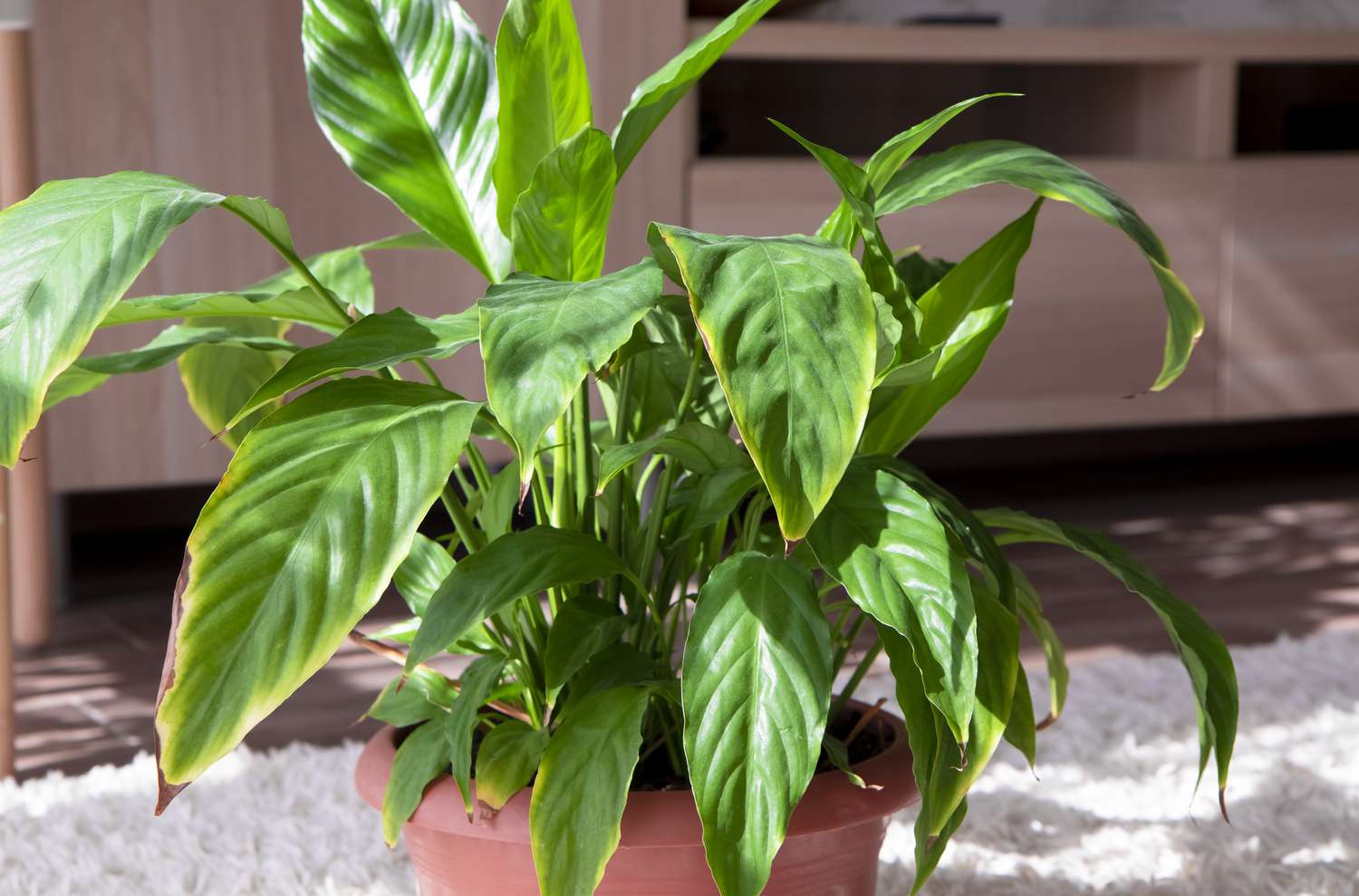 The Shocking Reason Why Your Peace Lily’s Flowers Are Turning Brown