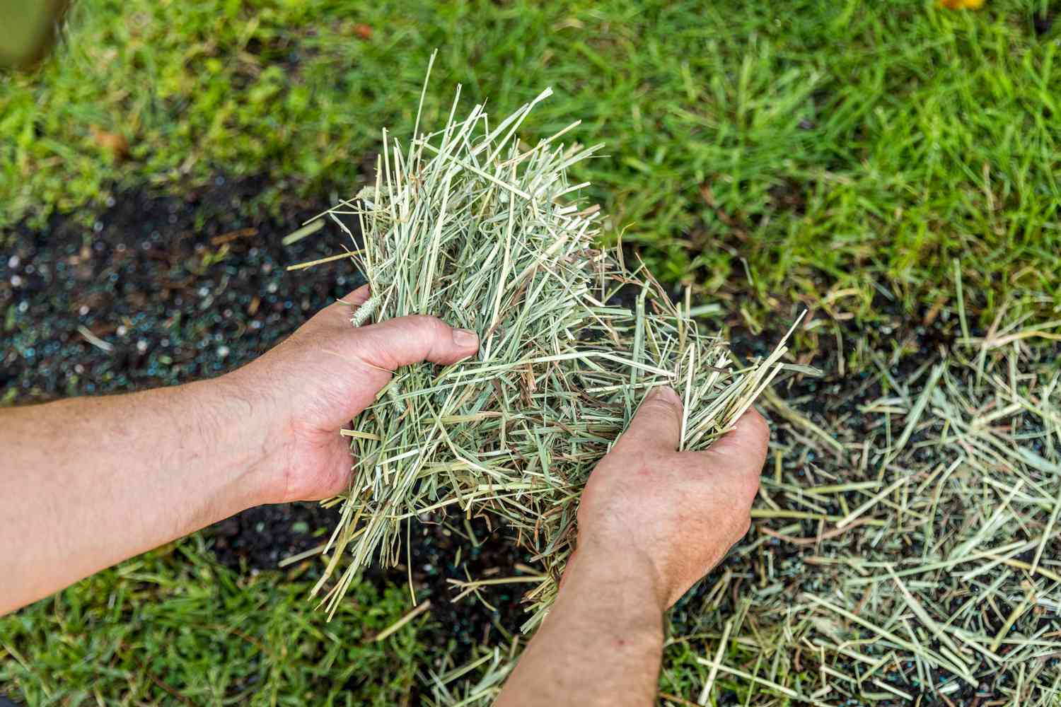 The Surprising Mistake I Made With Grass Seed – You Won’t Believe What Happened Next!