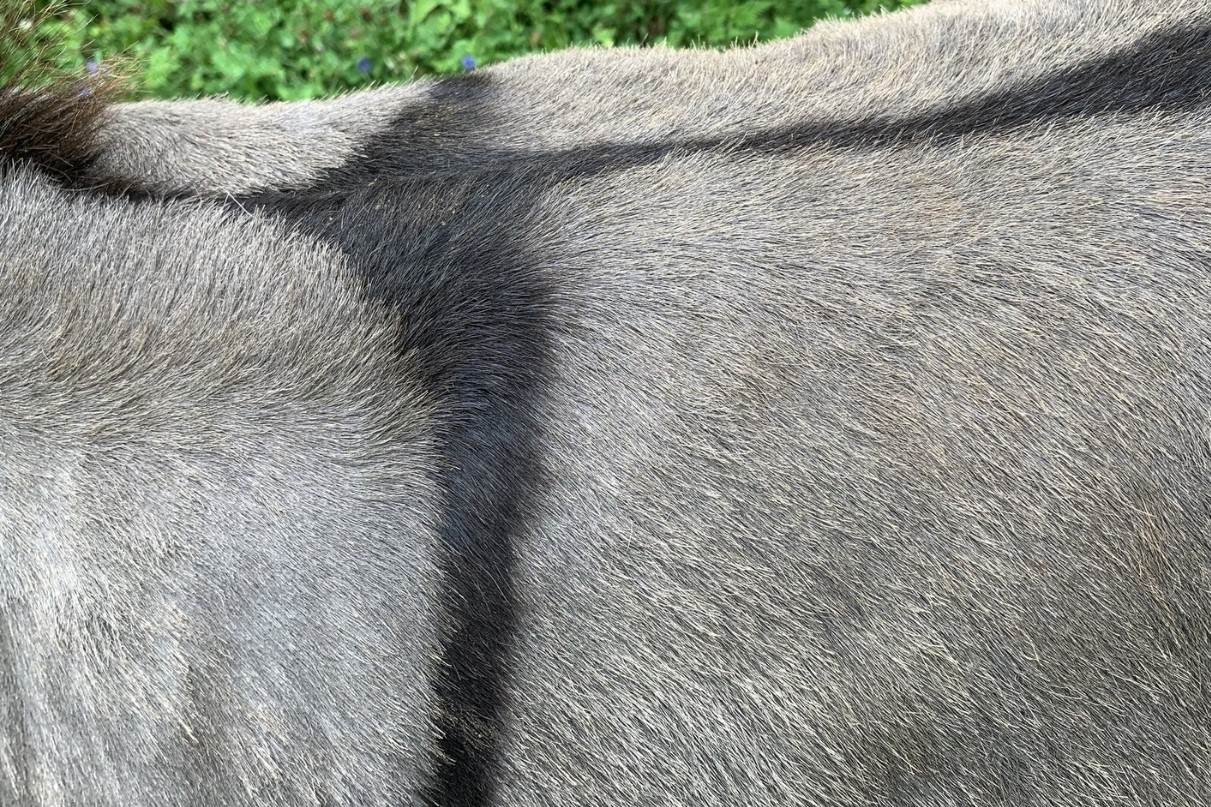 The Surprising Reason Donkeys Have A Cross On Their Backs
