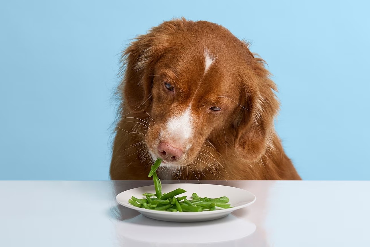 The Surprising Truth About Dogs And Cooked Green Beans