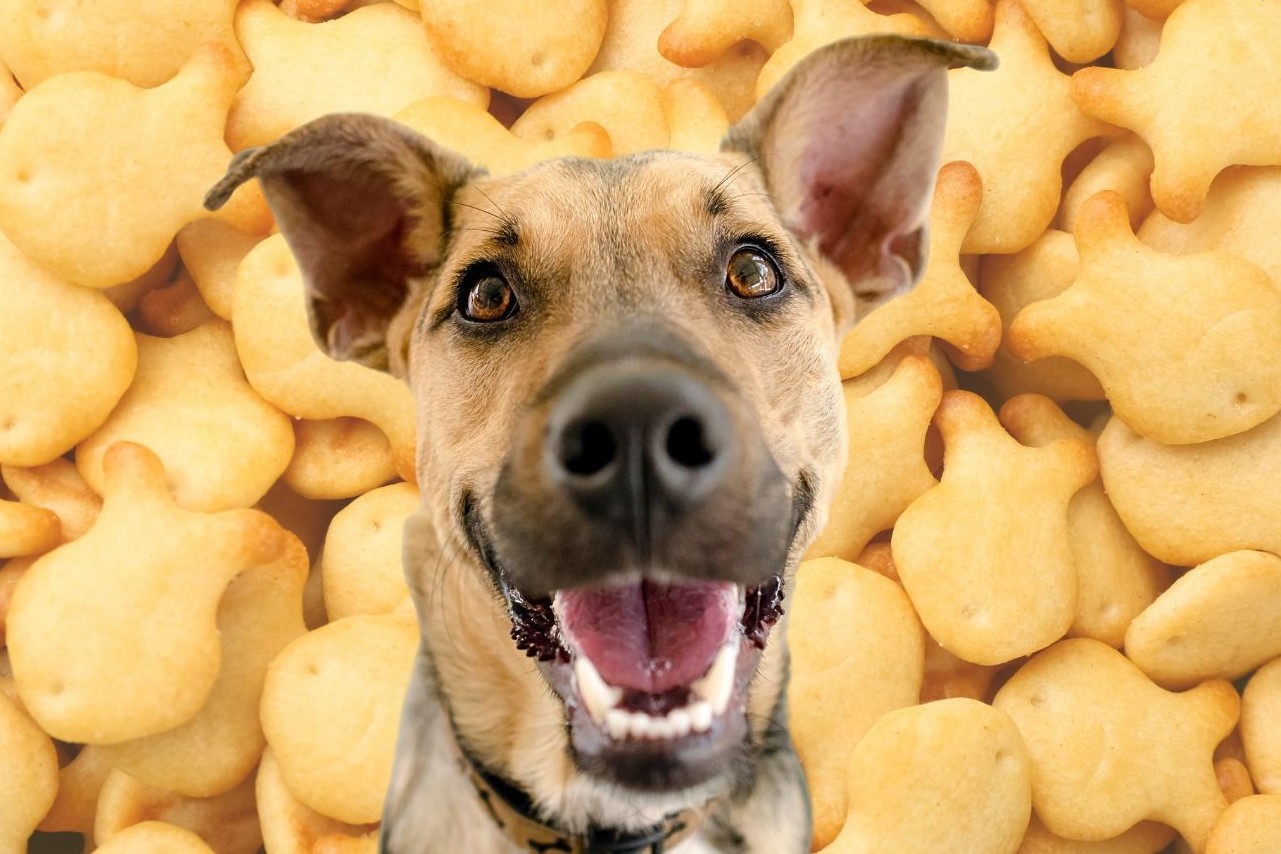 The Surprising Truth About Goldfish Crackers And Dogs