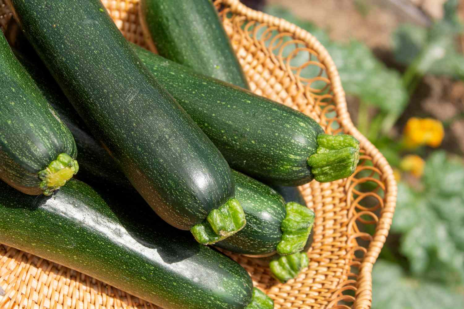 The Surprising Truth About Growing Zucchini In Raised Beds