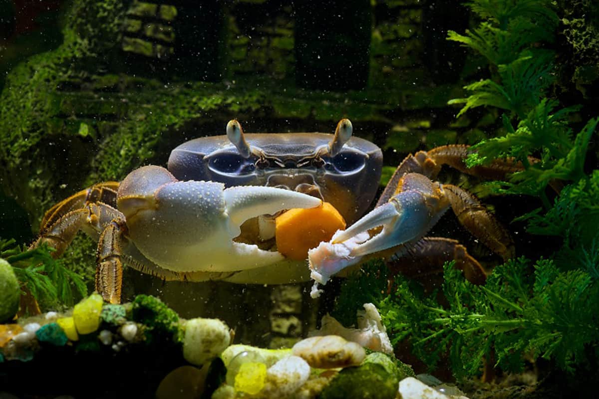 The Surprising Way Crabs Consume Their Food Will Leave You Speechless!