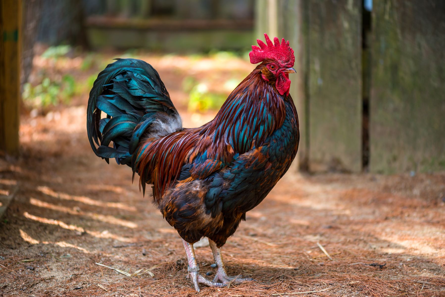 The Surprising Way Roosters Fertilize Chicken Eggs