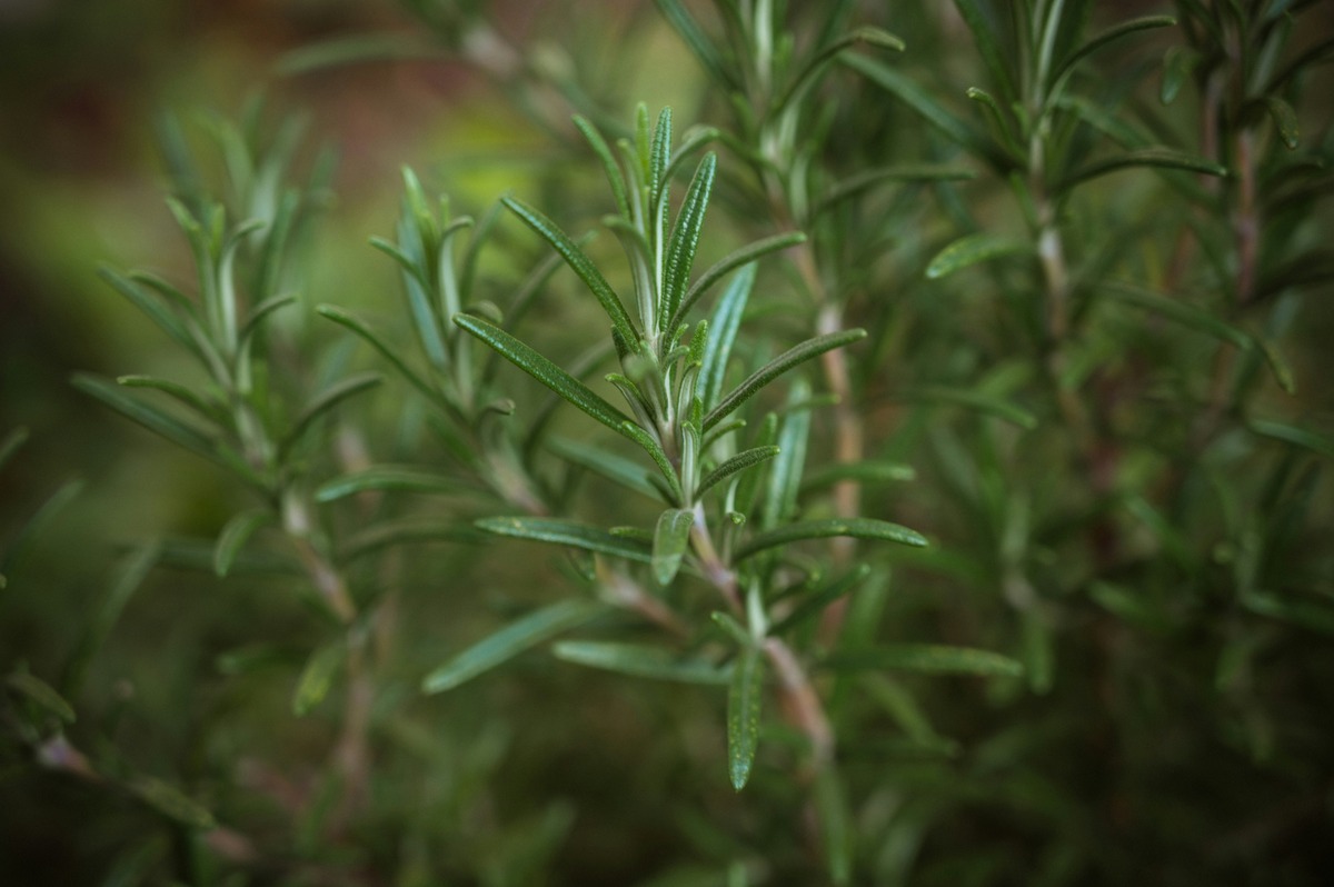 The Ultimate Guide To Creating Rosemary Water For Gorgeous Hair