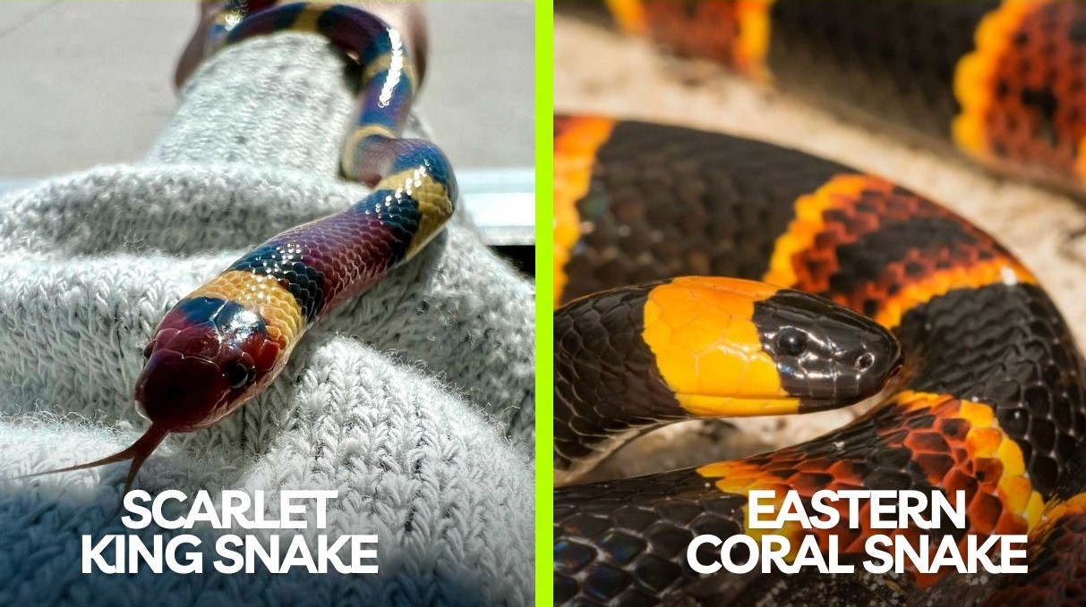 The Ultimate Guide To Distinguishing Coral Snakes From King Snakes