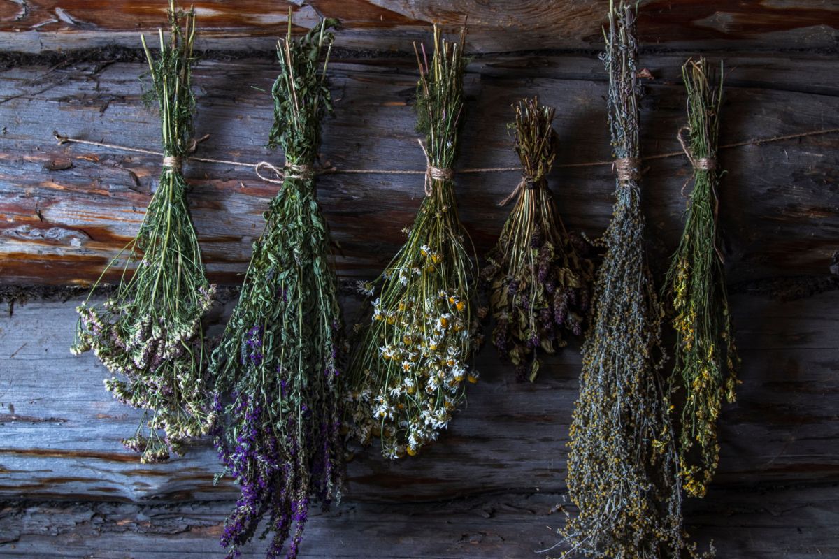 The Ultimate Guide To Drying And Preserving Garden Herbs With Vibrant Colors