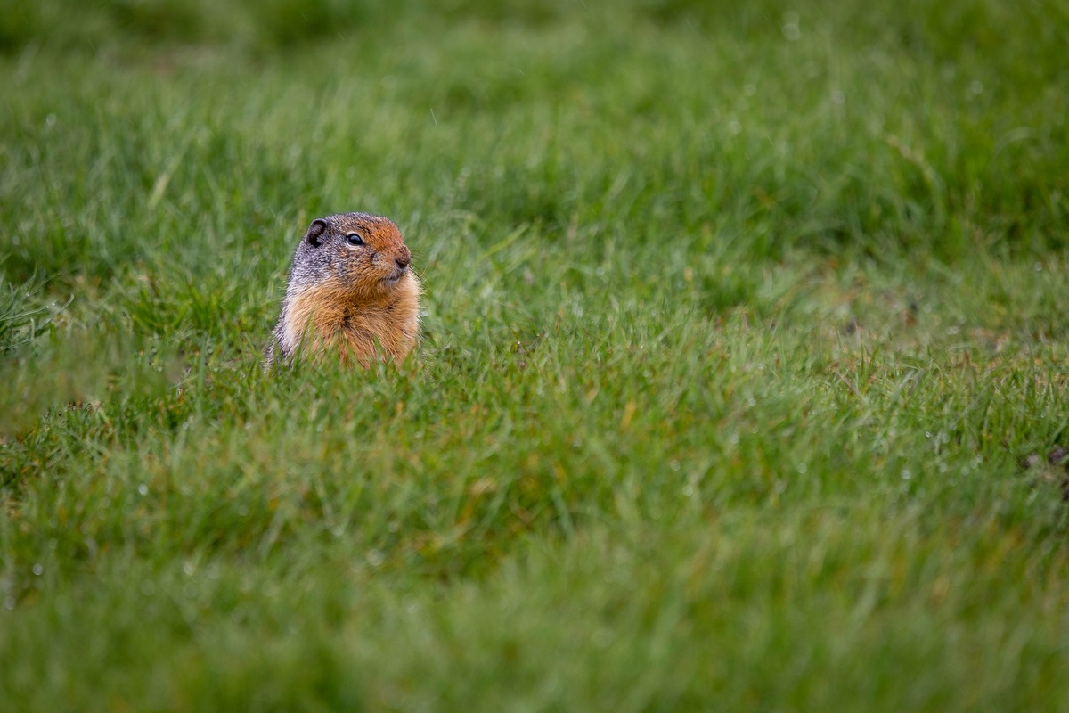 The Ultimate Guide To Naturally Eliminating Ground Squirrels