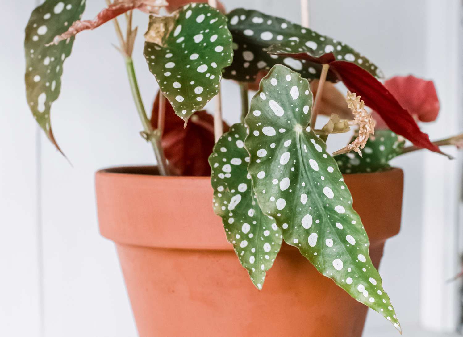 The Ultimate Guide To Perfectly Caring For Your Angel Wing Begonia Plant!